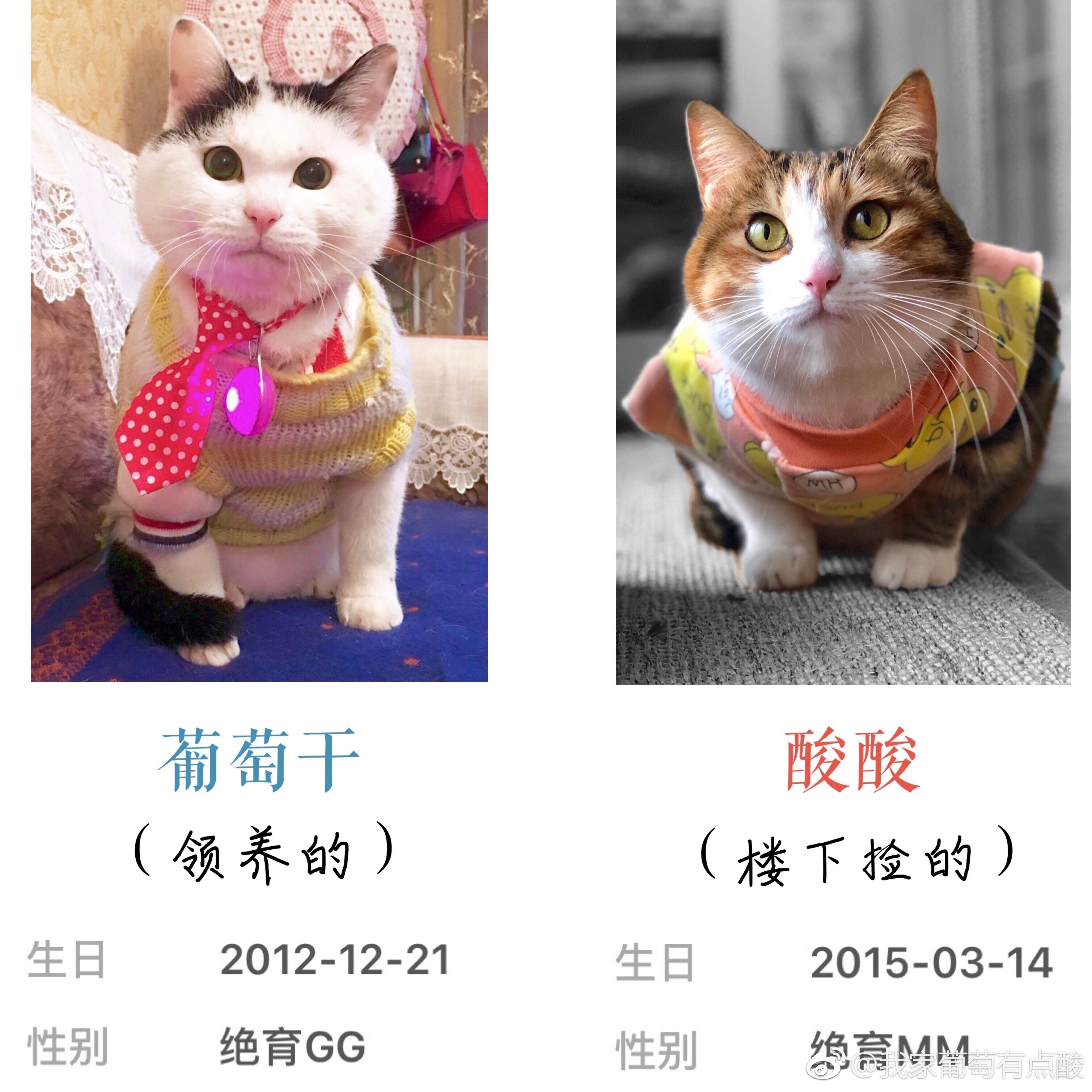 吃不到葡萄说葡萄酸？[喵喵][