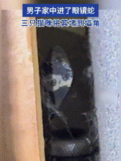 “万万没想到！” 湖南衡阳，肖先生家半夜闯进了眼镜蛇，本以为要上演一场惊险对峙，
