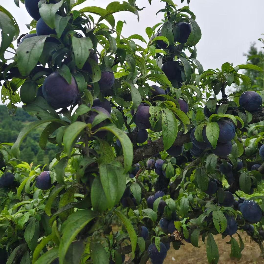 下雨🌧️天也出门了  我可太厉害了👍🏻李子今天给我吃撑了小时候爬上树现在稍