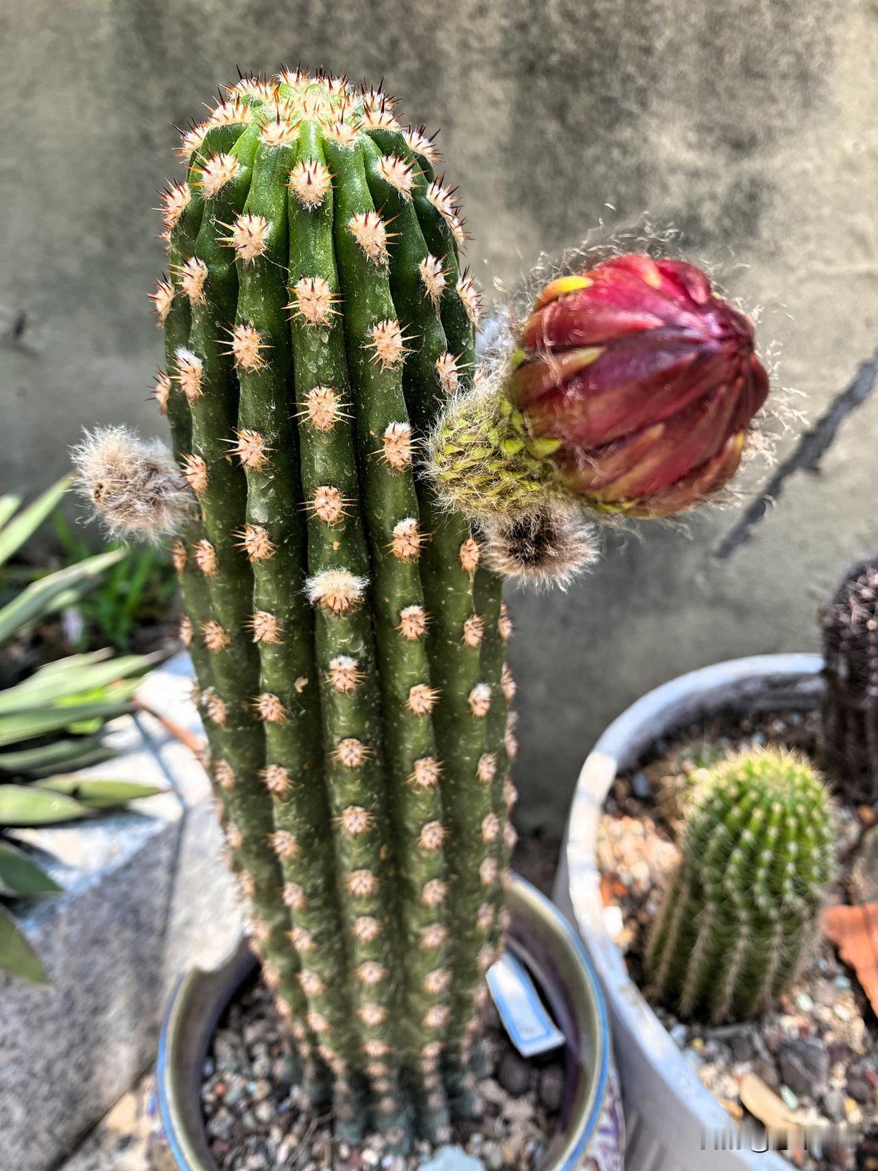 图1是毛花柱霓虹的花苞，应该是蕾丝大花朵。
图2彩草仙人球，是黄色花朵。
图3无