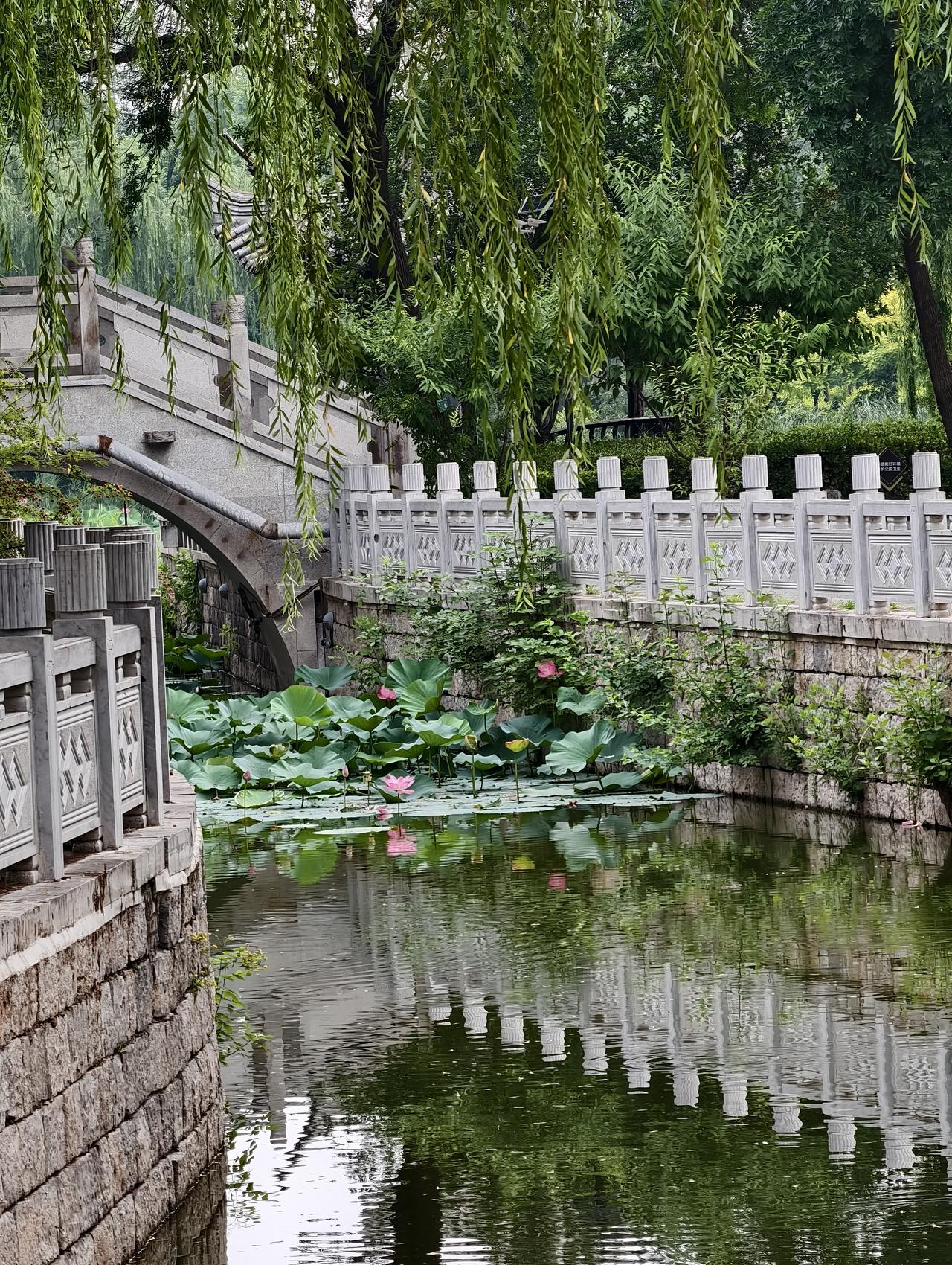 两张图片，是津城市区内一座公园里的河道、小石桥景观，曾经有着不是江南、胜似江南之