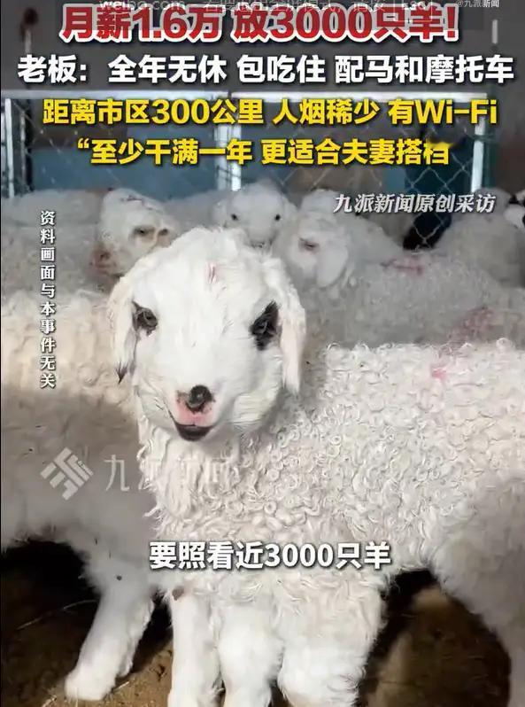 月薪 1.6 万包吃住还配马？内蒙古老板招“牧羊人”全网炸锅：看完全年无休这行字