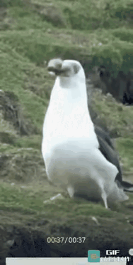 我以前以为这货不大，以前的视频图片上看着跟鸽子体型差不多，后来才知道这货比鹅还大