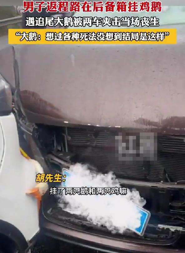 男子返程后备箱挂鸡鸭鹅，高速被追尾，最后只剩一只鹅
湖南永州一位胡先生，近期经历