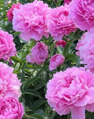 分享一张你相册的拍的花随手拍～