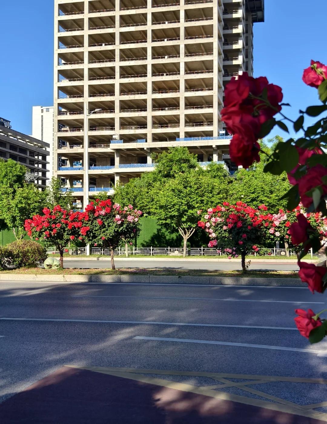 ：西安市政真的权威 玫瑰花都是心形的
绿化带的玫瑰花
做成了心形的
阳光下美到心