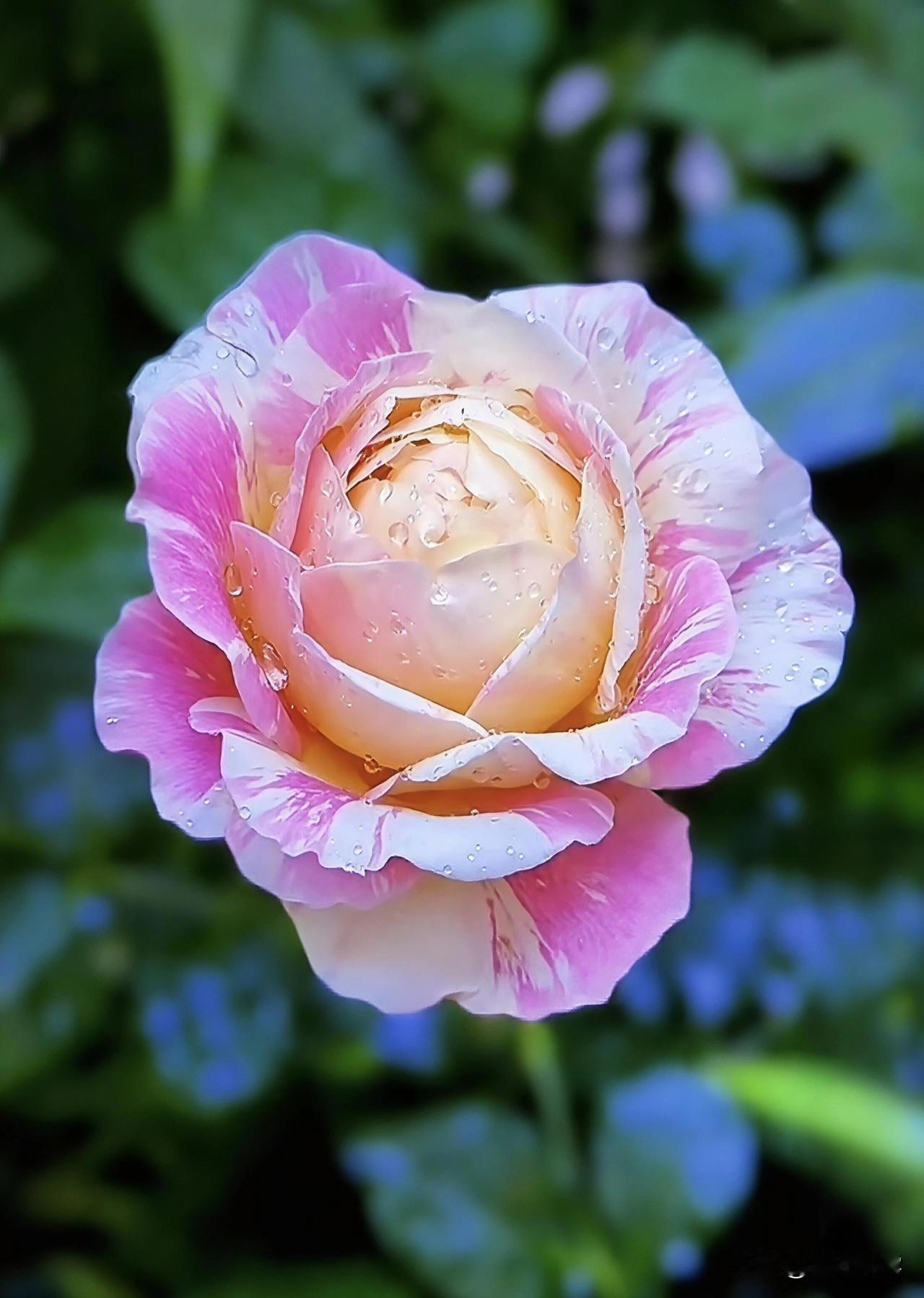 拍花记录花美，赏花心生喜悦，给自己平凡的生活增添一些乐趣，生活就会像花一样丰富多