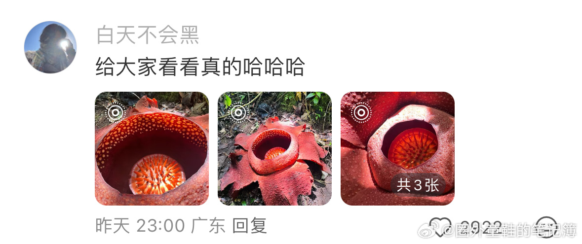 是容易变成达达的季节 