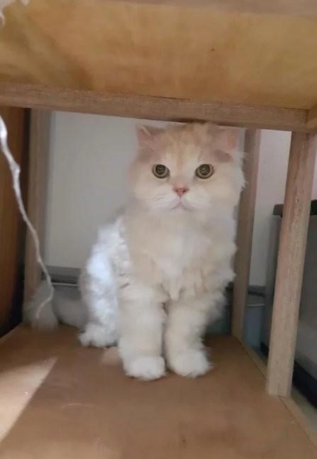 铲屎的能不能自己给猫剪毛？最近没有地方可以给猫猫修毛，妹子实在忍不住了就自己动了