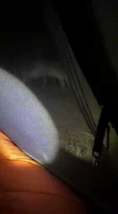 昨天晚上，一个徒步群遇到狼群，这是失联前最后一个拍摄视频！
目前还未联系上徒步人