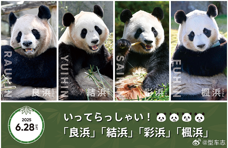 旅日熊猫良浜将带3个幼崽回国 告别的不只是四只熊猫，更是中日友好三十年合作的温暖