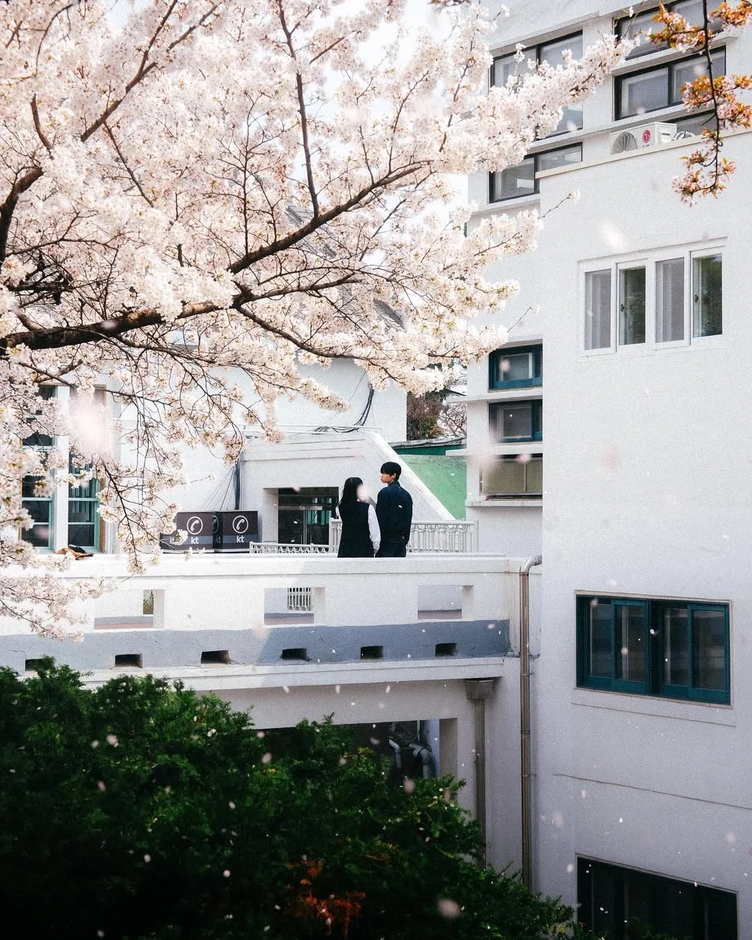 “𝓢𝓪𝓴𝓾𝓻𝓪 𝓑𝓵𝓸𝓼𝓼𝓸𝓶”