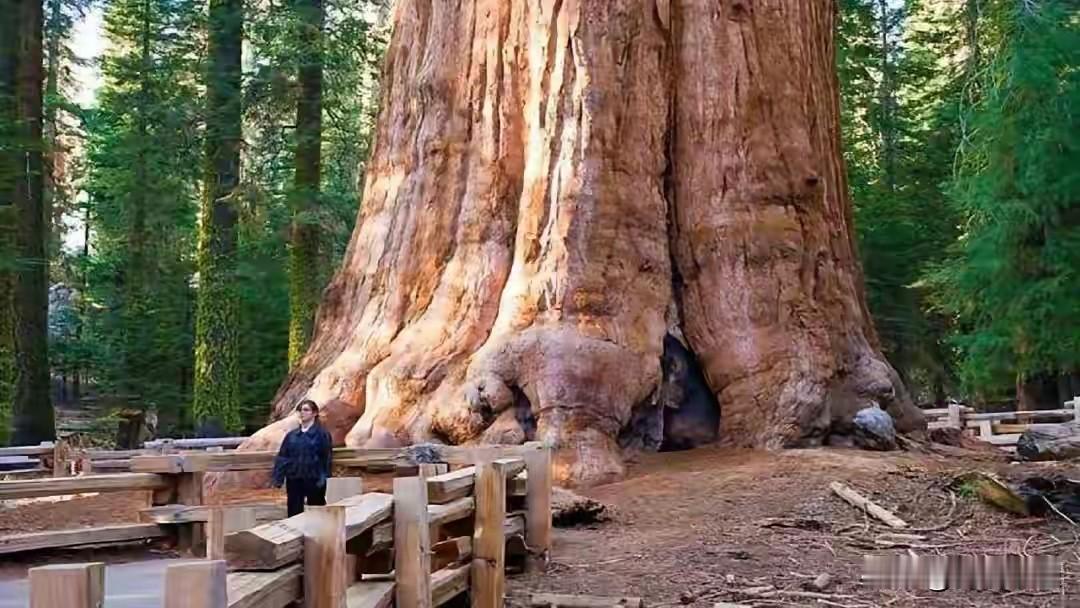 世界上最硬的木材：子弹射不穿，刀斧劈不烂，却被我国大量收购

麻烦看官老爷们右上