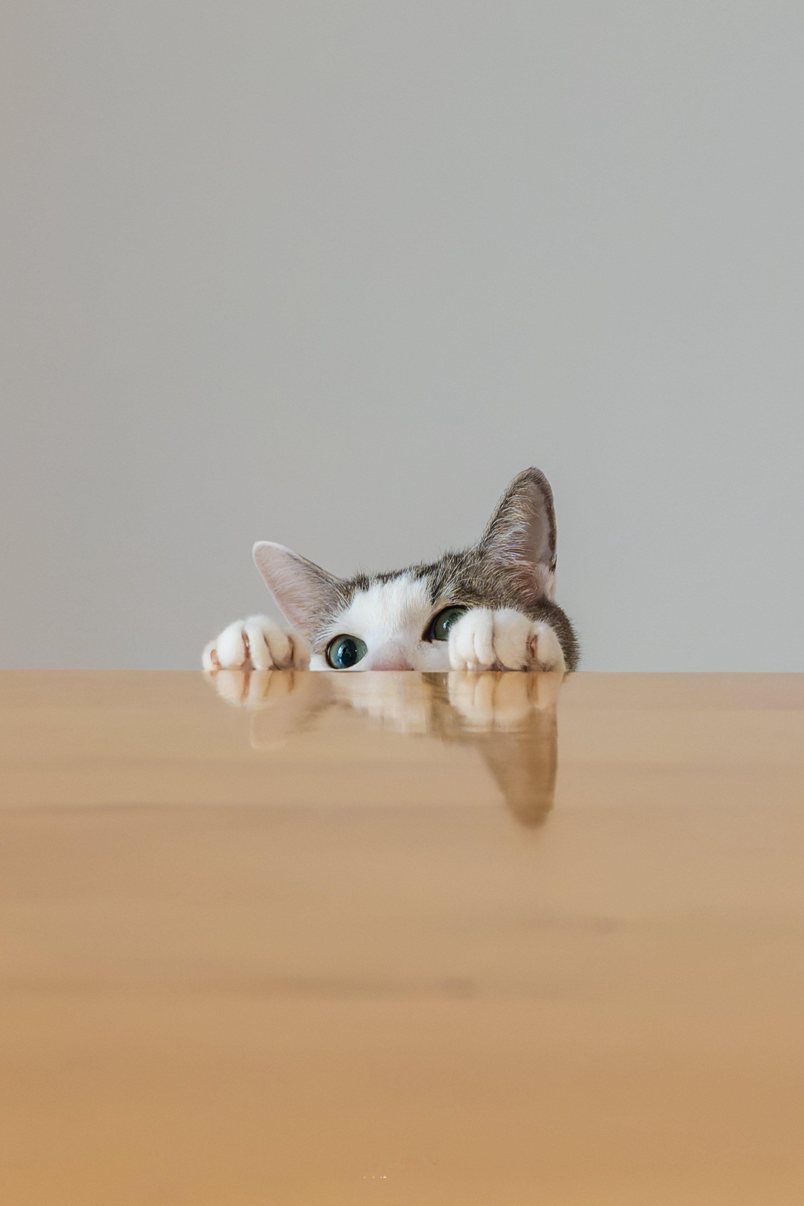 猫咪：你是怎么发现我的🤨 