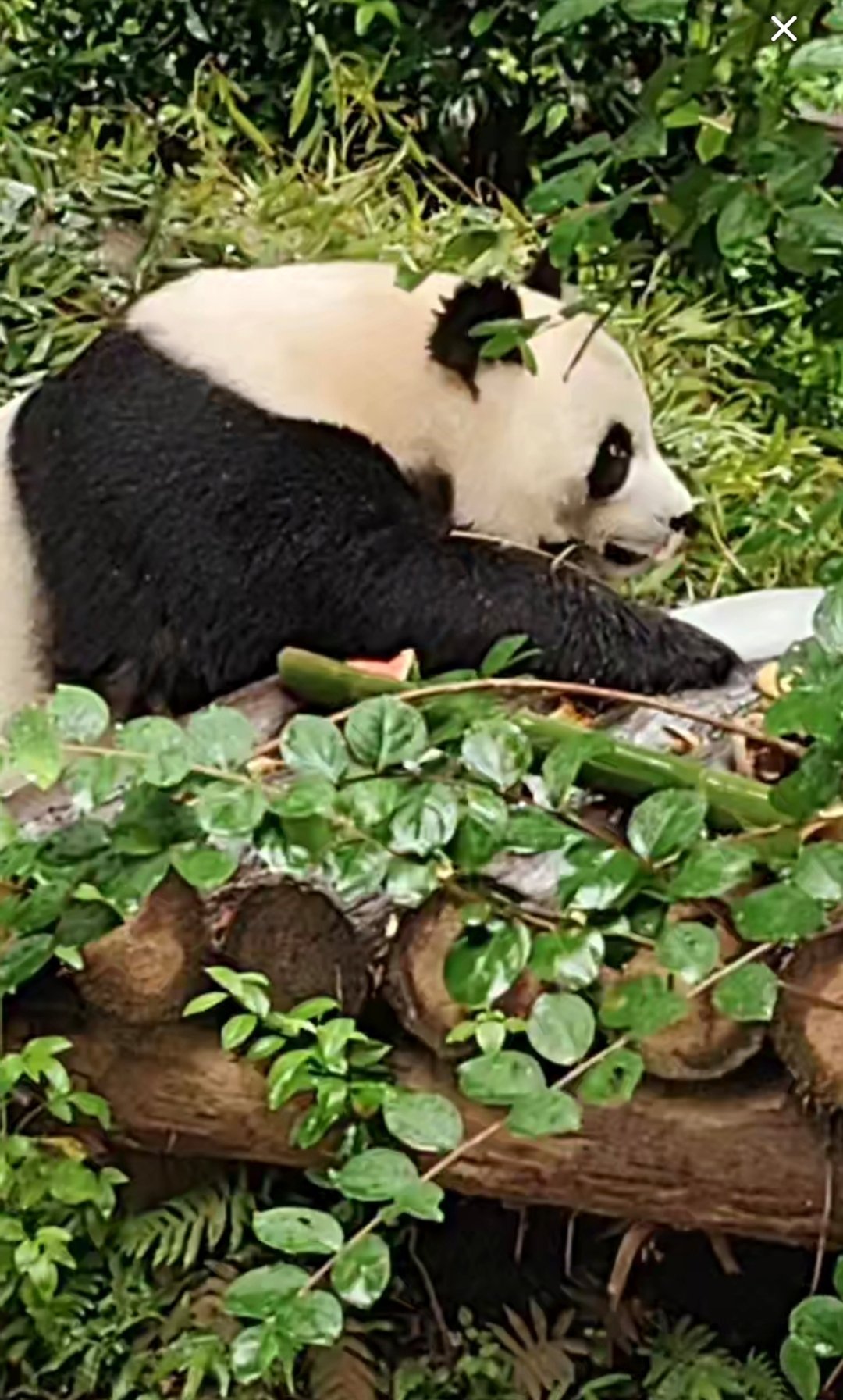 大熊猫星语 语姐，你上哪里挖煤了