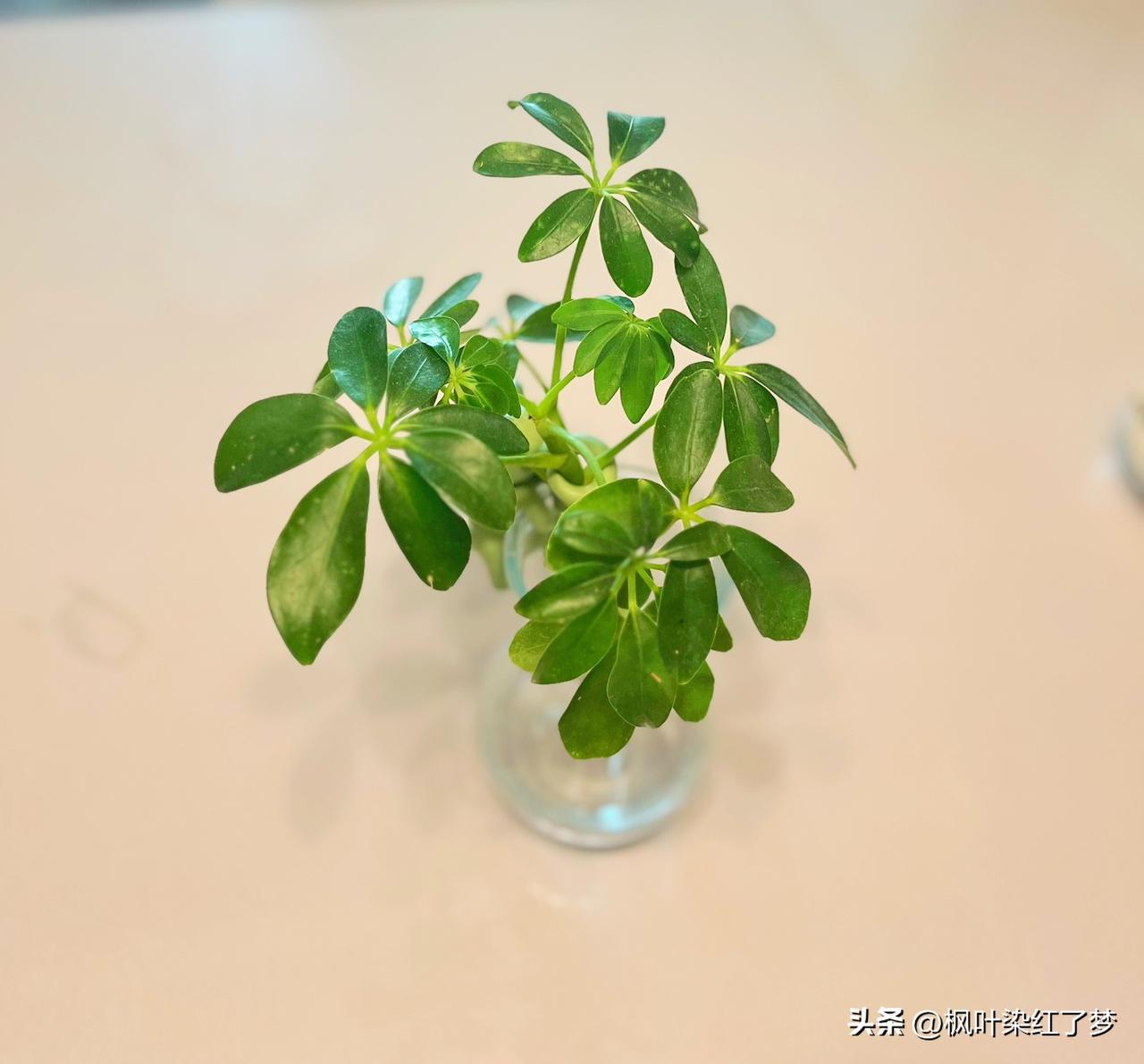 在燥热的夏季，这翠绿的色还真是养眼。