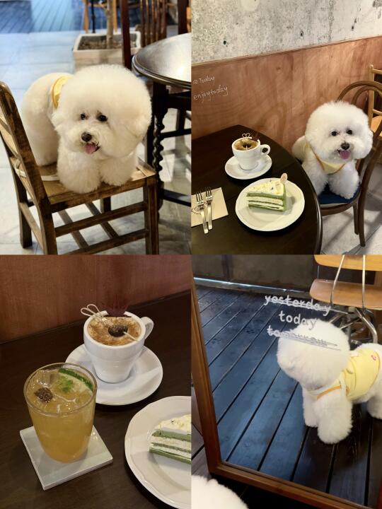 下午茶搭子🐶🧃
