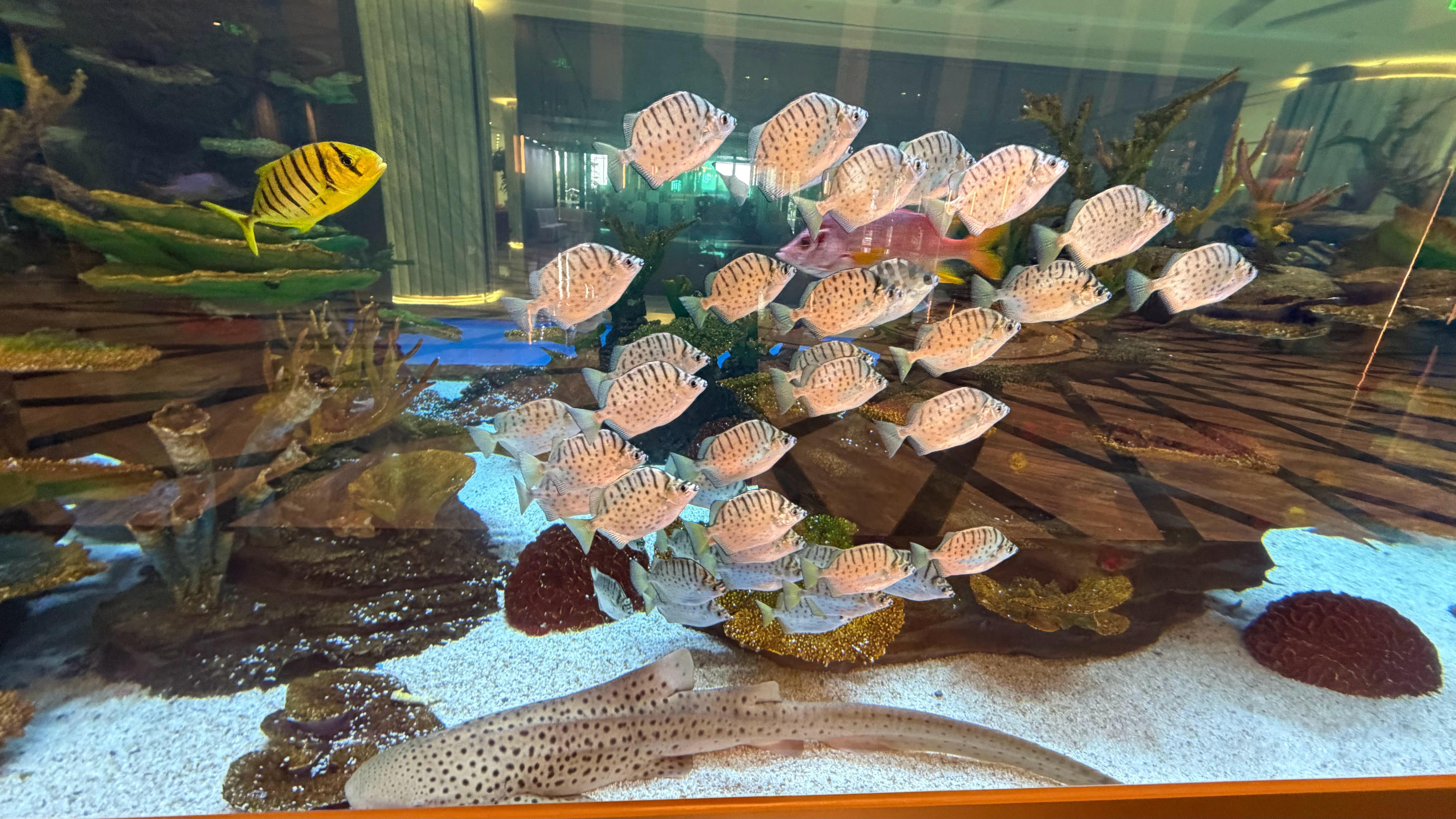 走進飯店大廳就被這片海洋世界的大魚缸吸引住了❤️🐠魚群悠游、珊瑚造景，還有超大
