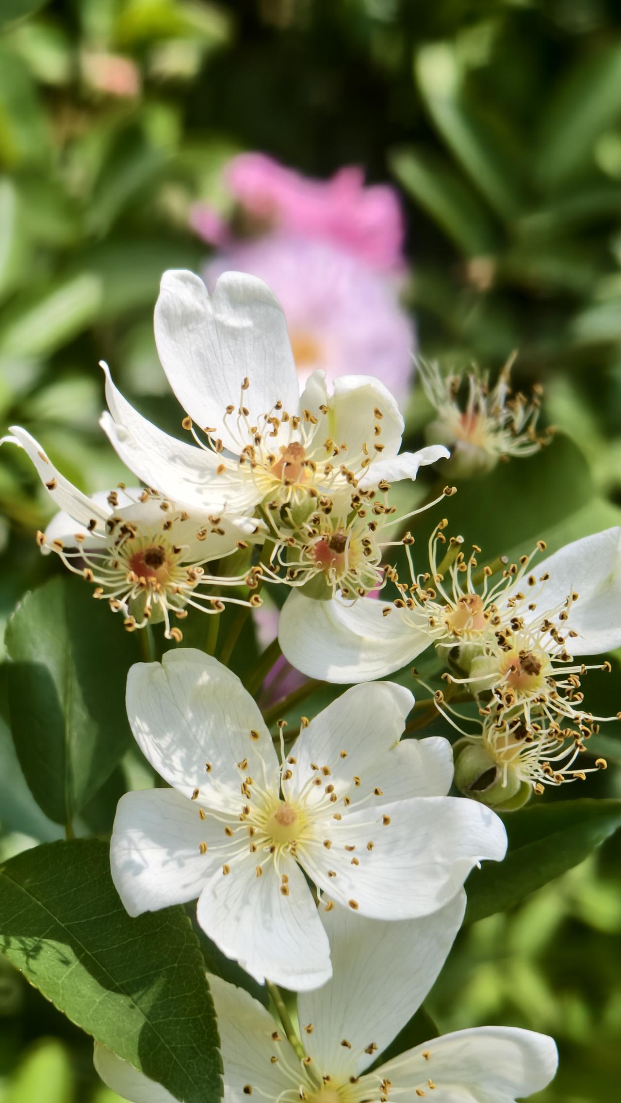 分享一下你随手拍下的照片初夏，楼花谢幕月粉团花、打碗碗花……闪亮登场。
