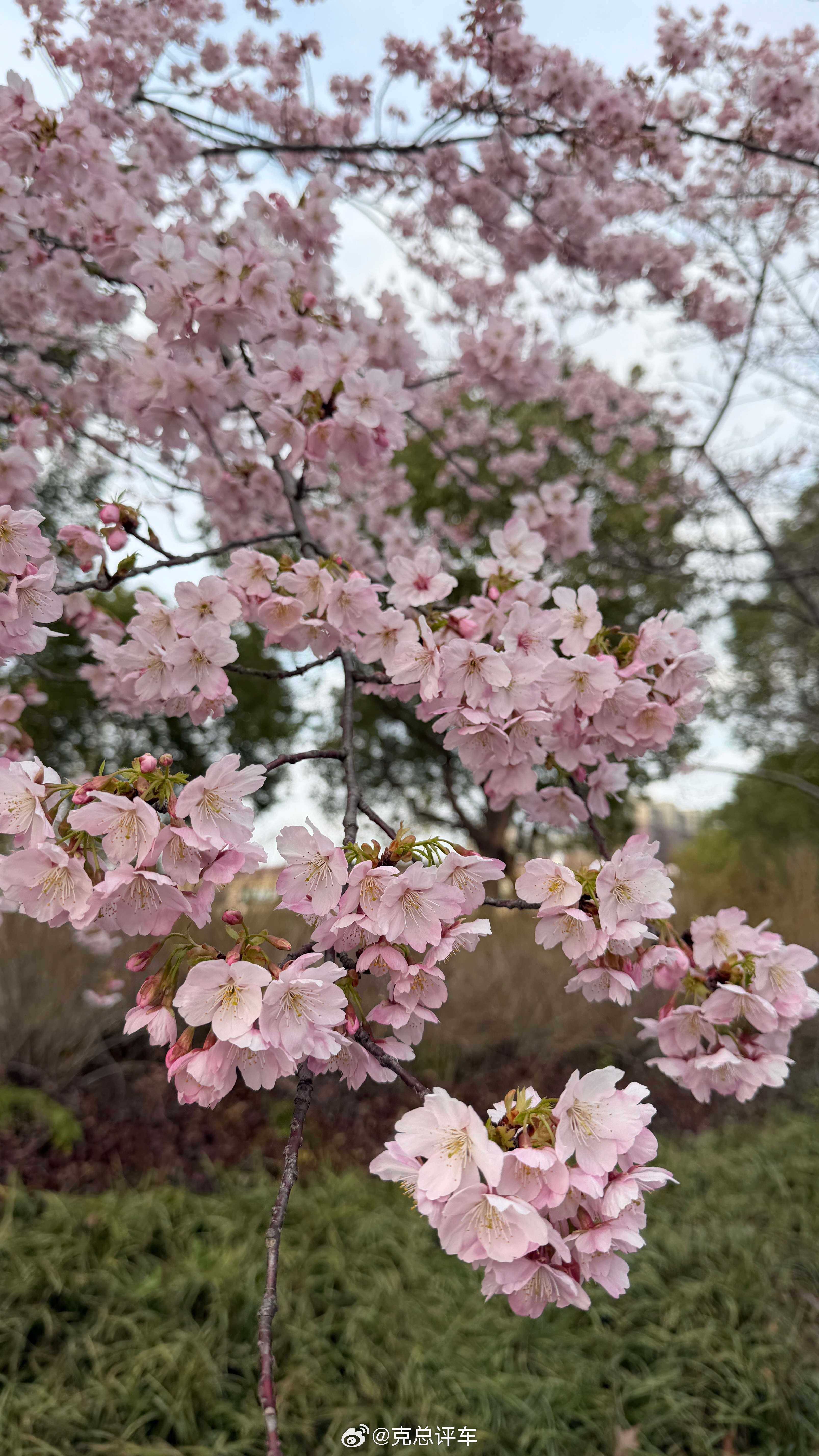 最近去了顾村公园，早樱盛开。好看吧！上海春日追樱花攻略 上海·顾村公园