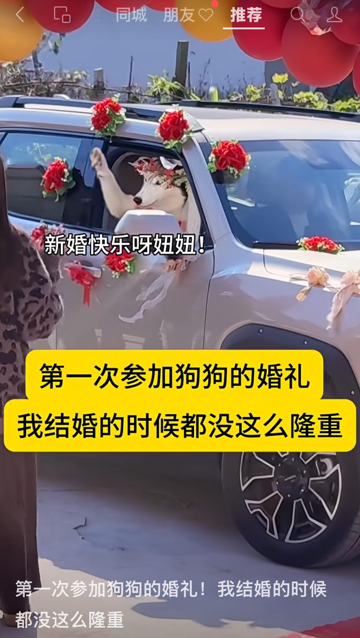 世界之大无奇不有！
第一次看见狗狗结婚的😂