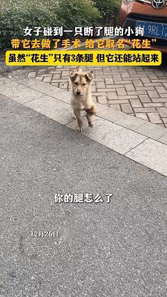 太有爱了！近日浙江，女子和朋友出门逛街，发现路边传来轻微的惨叫声，女子寻着声音找