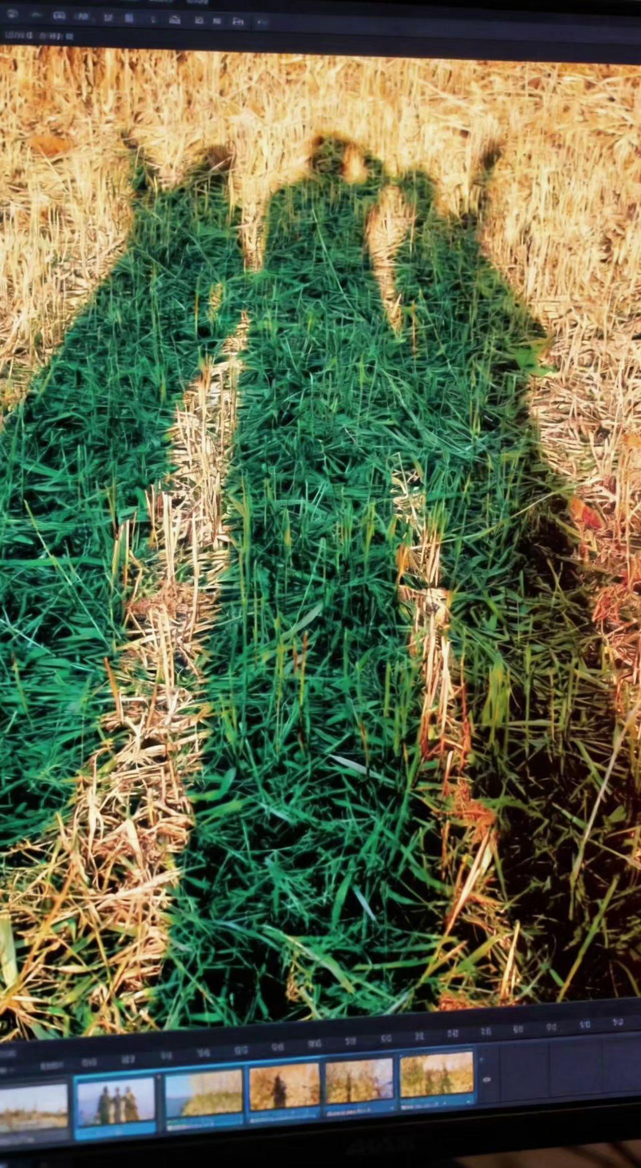 🌾影子在草叶上跳圆舞曲，阳光把回忆镀成金边✨。那些并肩走过的时光，都成了岁月的