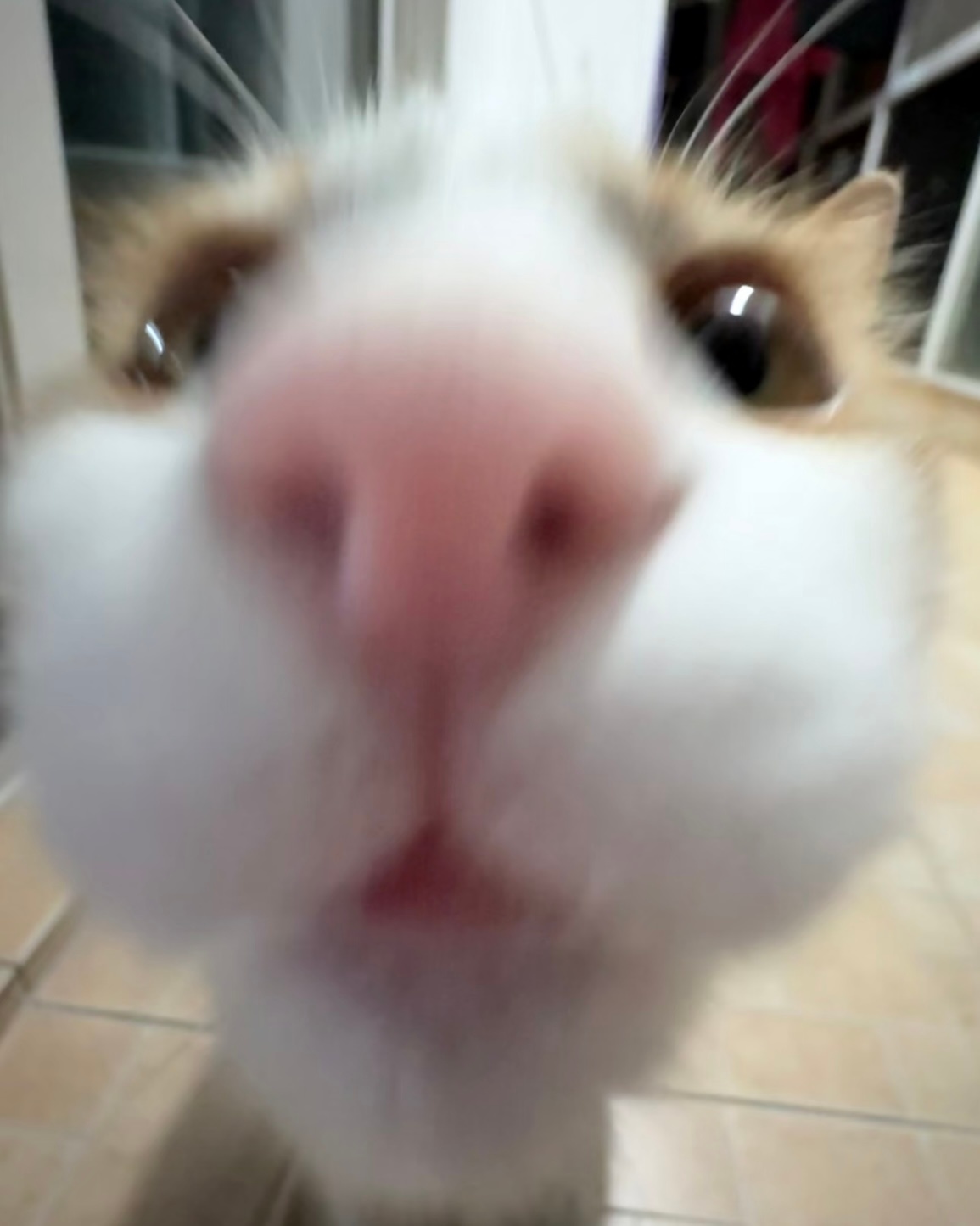 嘴努子⌯'ㅅ'⌯ 