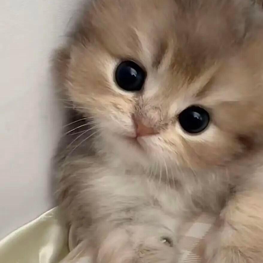 猫咪头像 🐈 铮咪出击 
