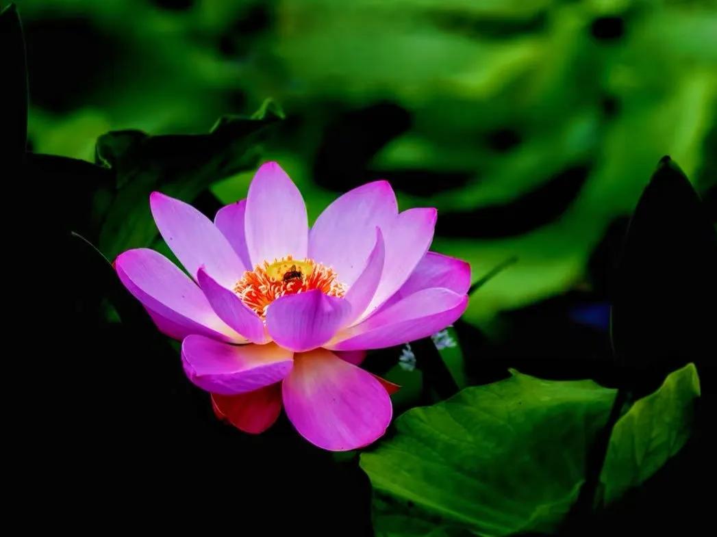 公园🌸🌿随手拍