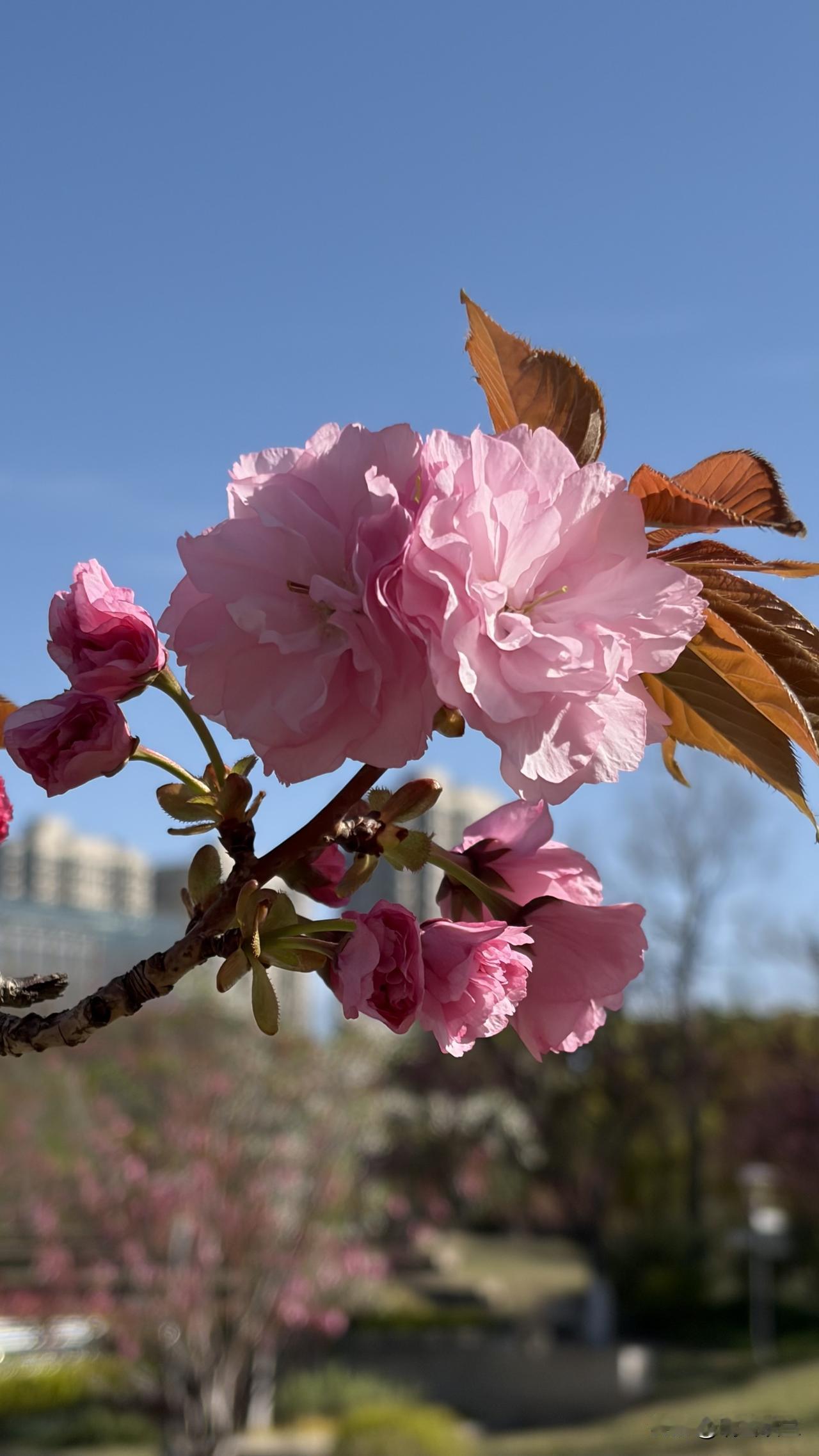 昨天早饭后，简单收拾了家务，就急急忙忙带着相机赶往世纪公园的樱花岛，想趁着光线好