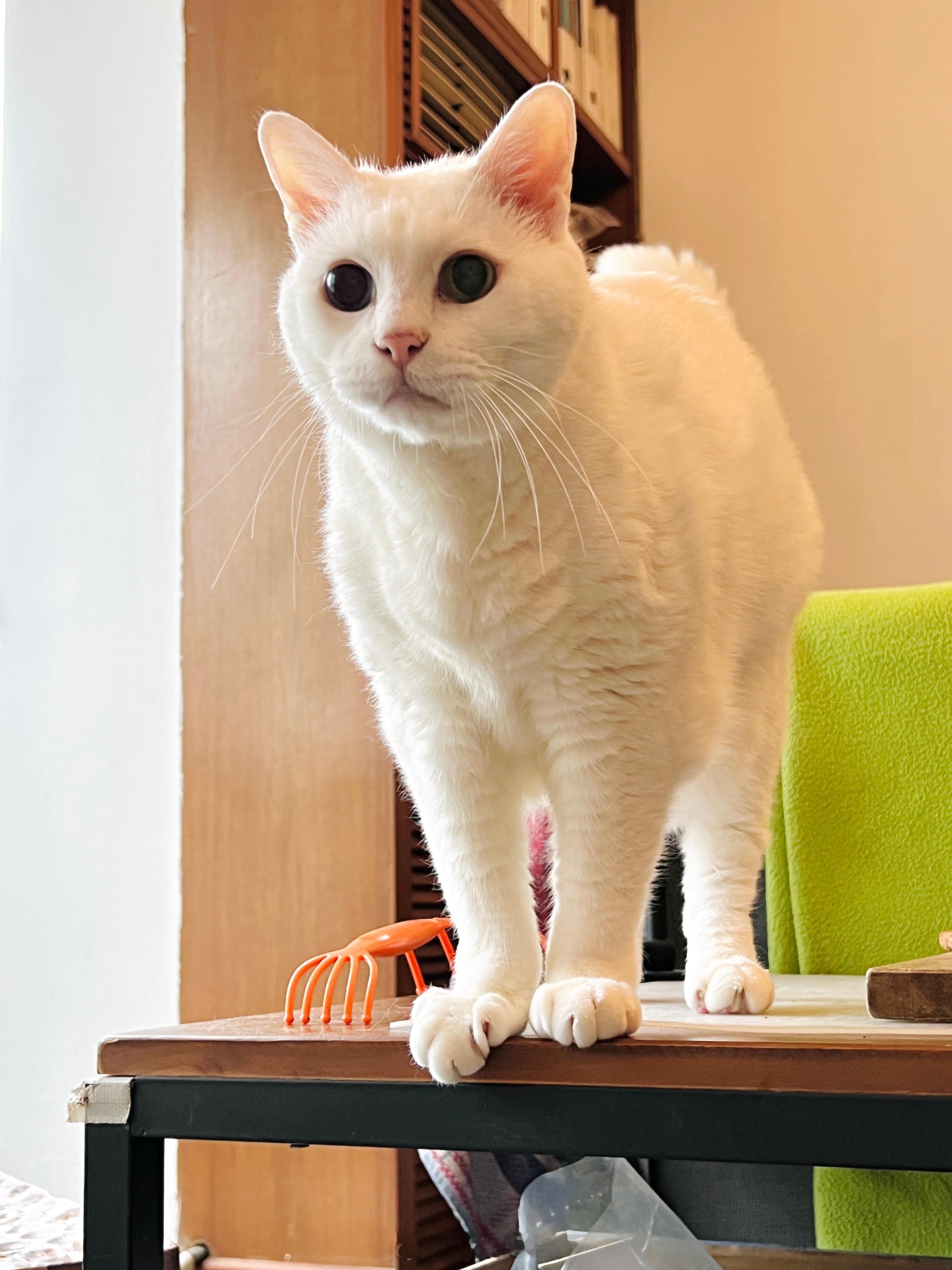 喵嗚～～～ ​​​