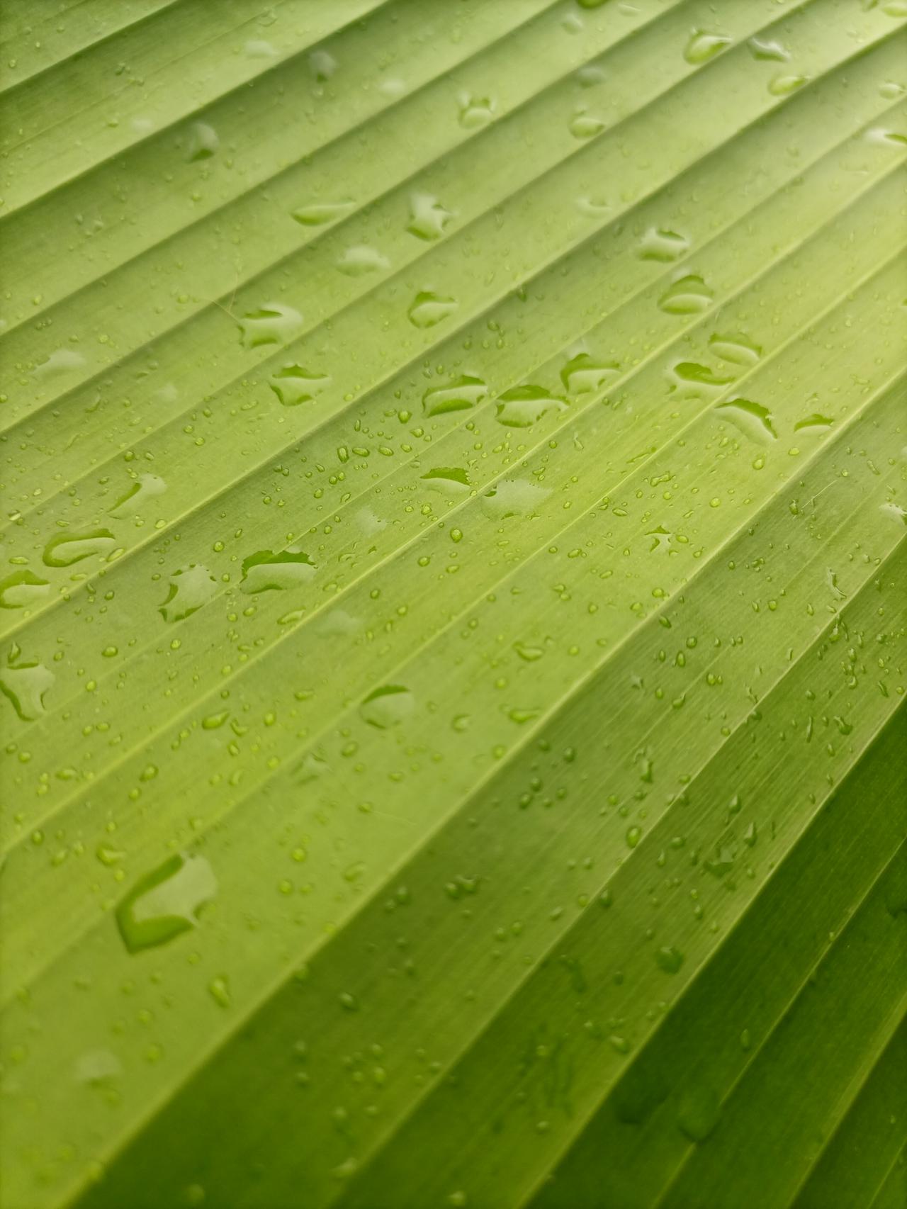【夏之韵·雨滴、绿叶、禅意】夏日生活打卡季
心清净了，风过都是禅；
人淡然了，雨