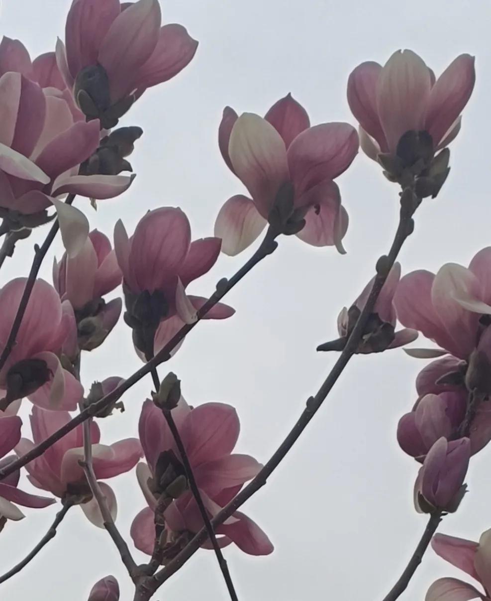 老叔头拍摄的花，和朋友们一起分享！