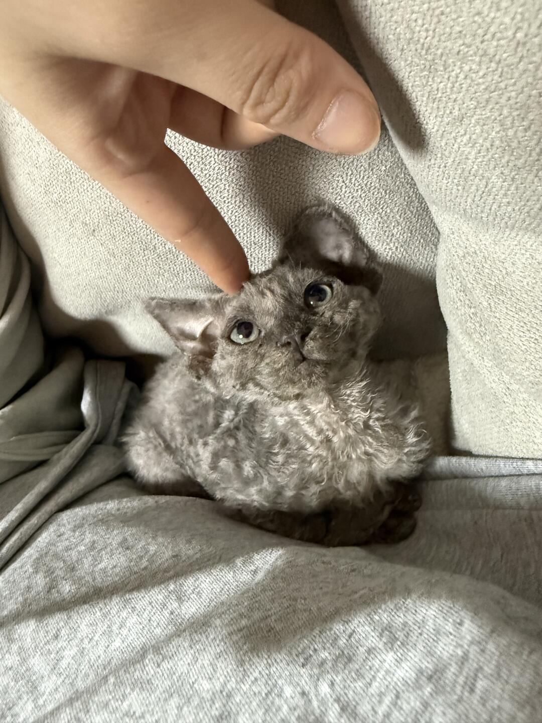 左划变身无牙仔