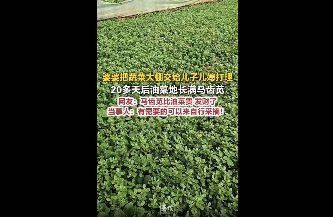 近日，山东菏泽曹县有一家人，家里婆婆因为生病住院，没办法打理菜园，就把自家一亩半