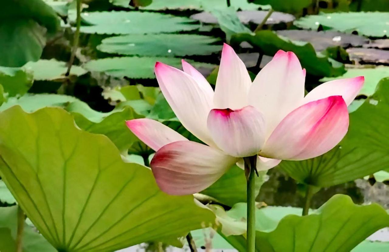 为了深入理解姚乃琳著《大脑修复术》书中精髓，我借助AI从原文中摘录了25个金句，