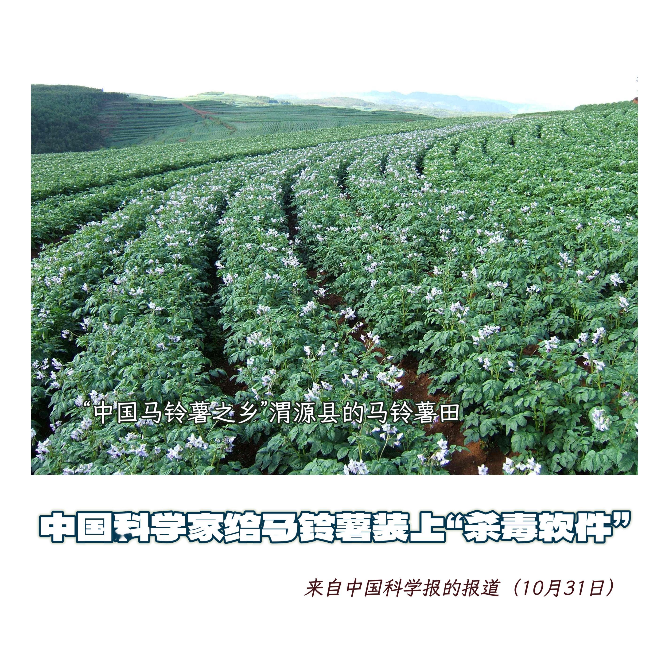 【中国科学家给马铃薯装上“杀毒软件”】　　（中国科学报 2025-10-31 1