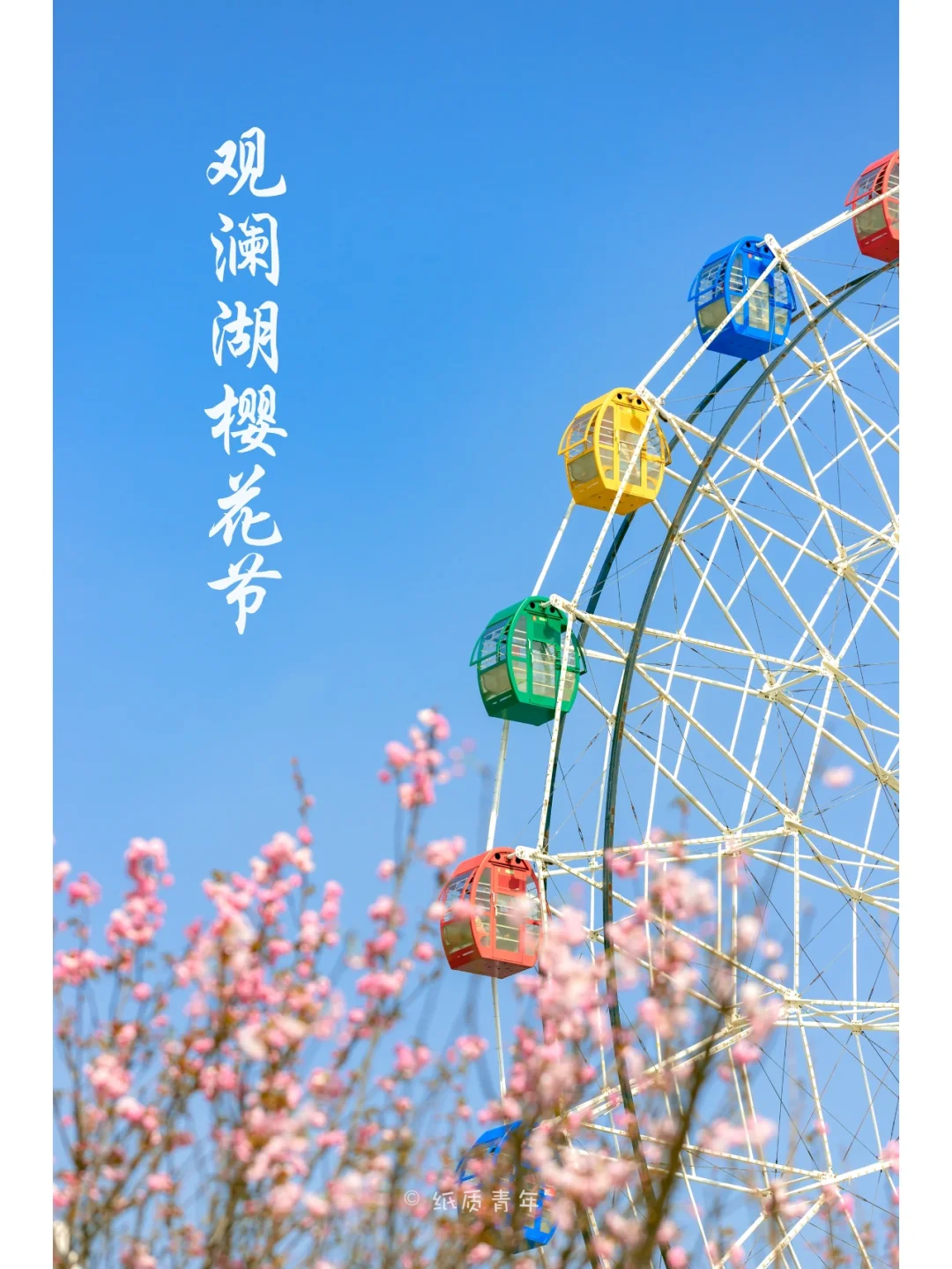 深圳观澜湖生态运动公社|必去的樱花拍摄地