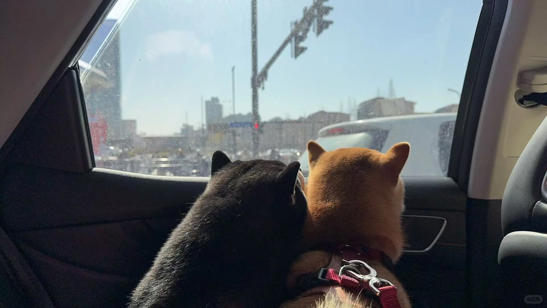 这车窗，这风景，这狗，简直了