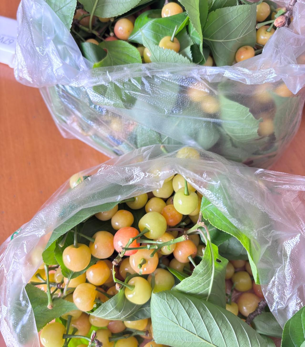 有人喜欢吃这种黄绿色的樱桃吗？
现在正是本地小樱桃成熟的季节。
很多人都喜欢吃通