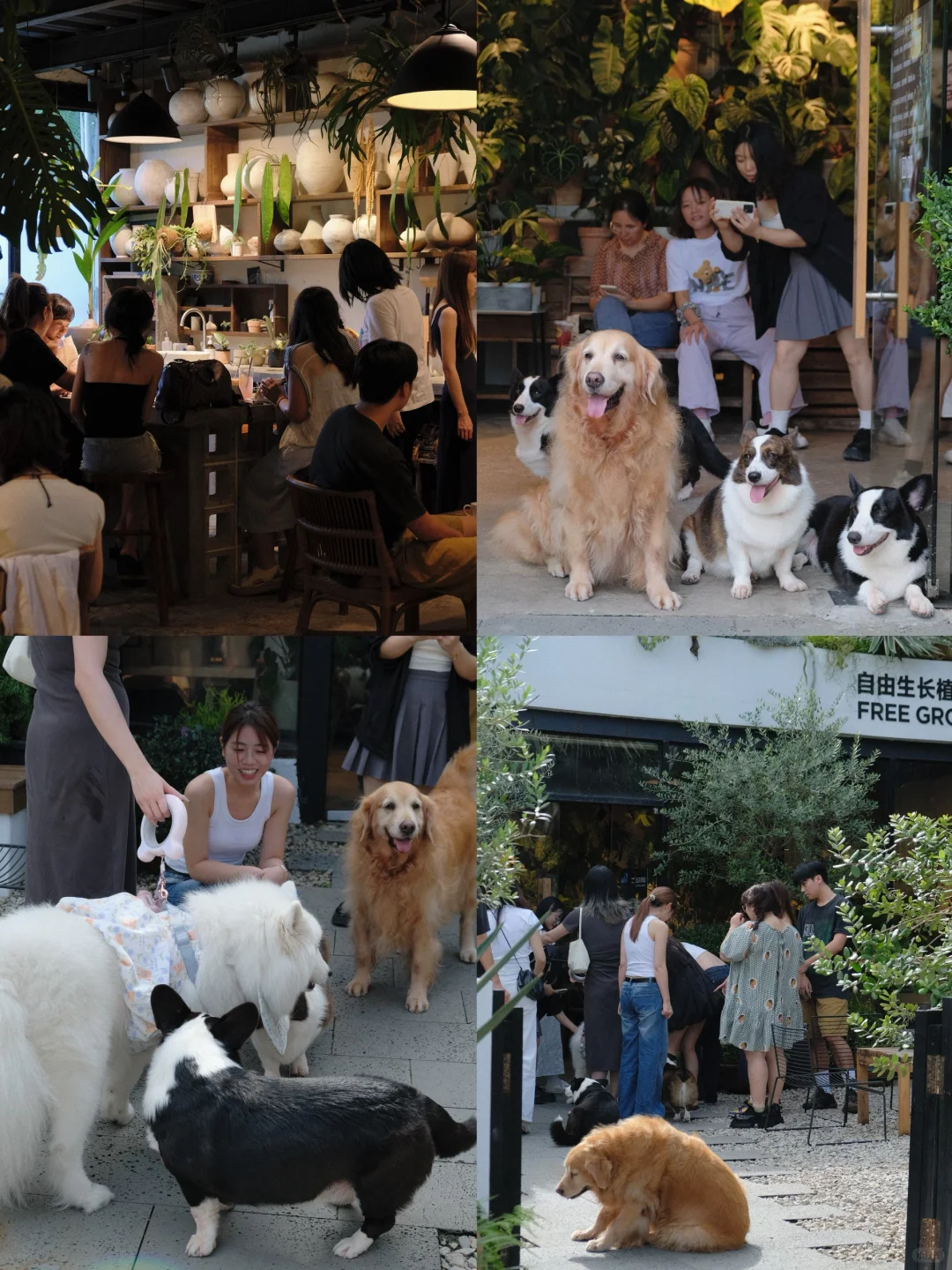 在深圳，一家植物店如何做到日常营业额3w+