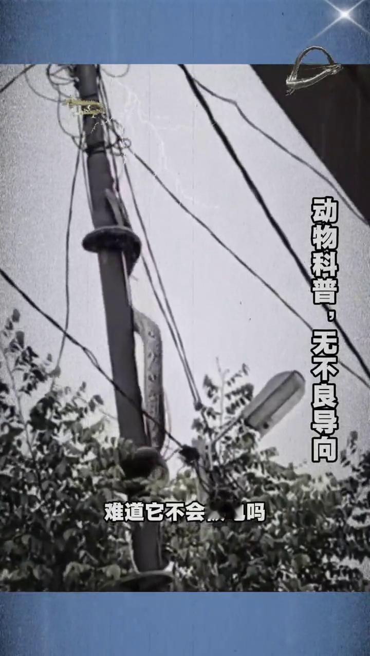 也许你见过巨蟒爬树，但你一定没见过巨蟒冒着电闪雷鸣爬上电线杆的顶端，难道它不会被
