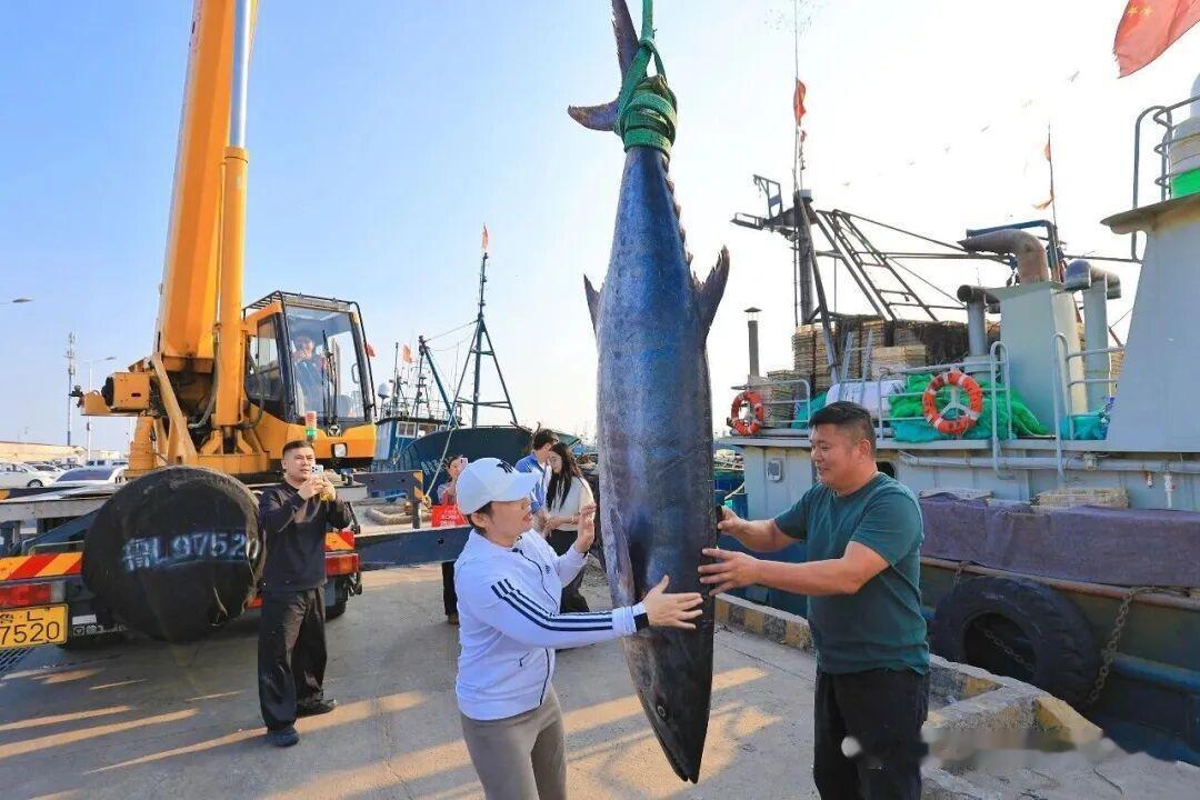 王铎：这几天，当我看到日照鲅鱼王286斤的时候，我想起了上世纪九十年代的青岛鲅鱼