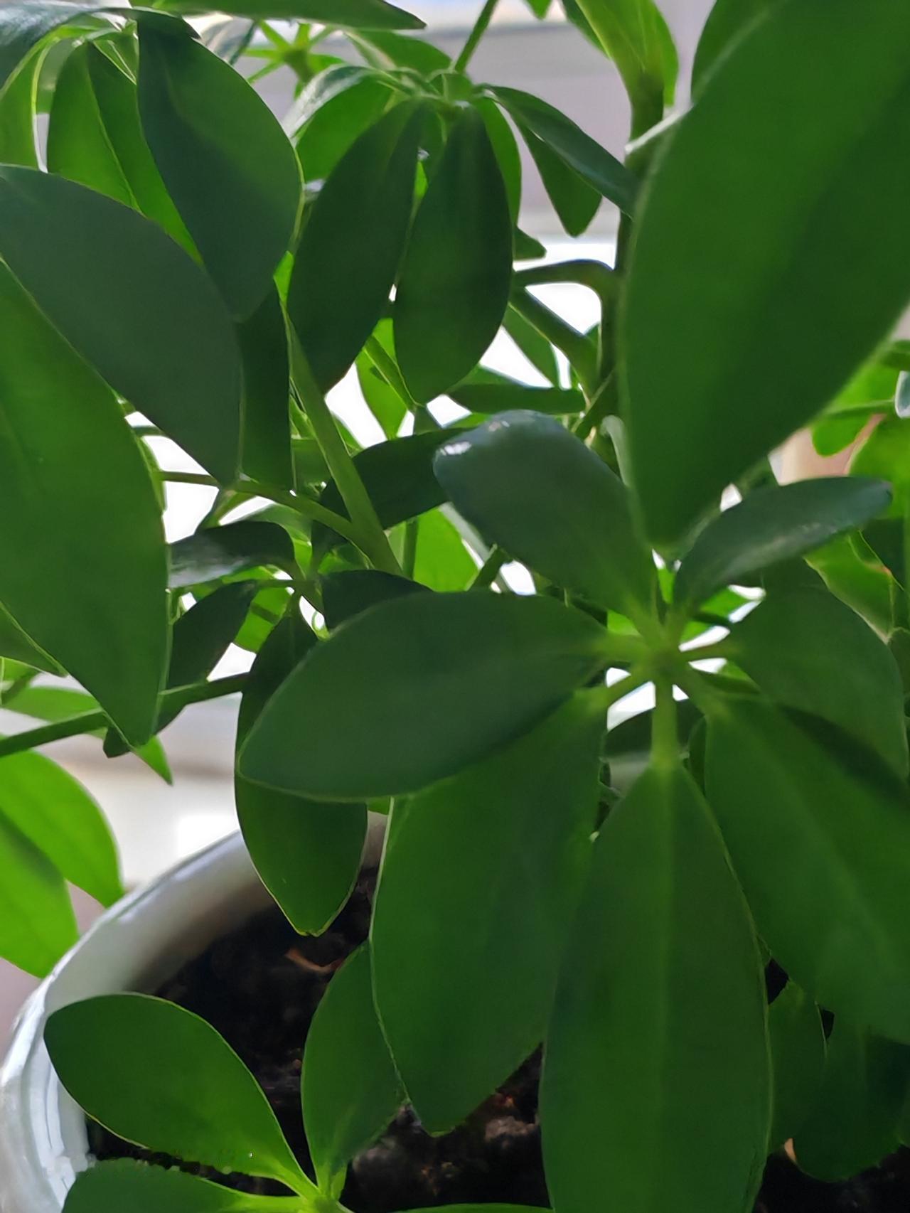 春天已来到，
等待花花开。