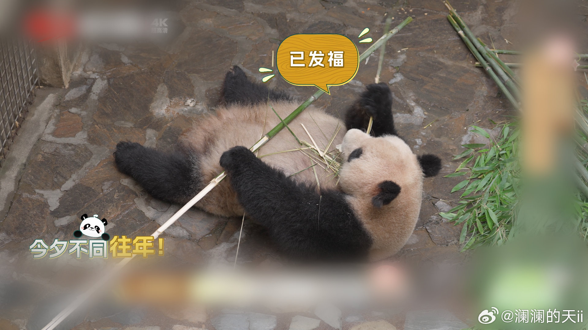 【在汶川天台山看熊猫野化毕业】天台山野培熊猫迎来毕业季，看看三组母幼结束两年山林