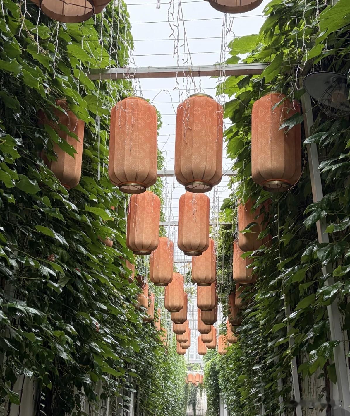 来常州拍照别乱逛，给大家整理好宝藏点位！想拍江南古风就冲青果巷，白墙小桥配汉服氛