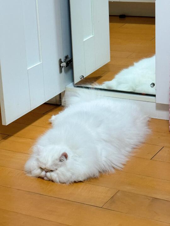 猫毯😀😀