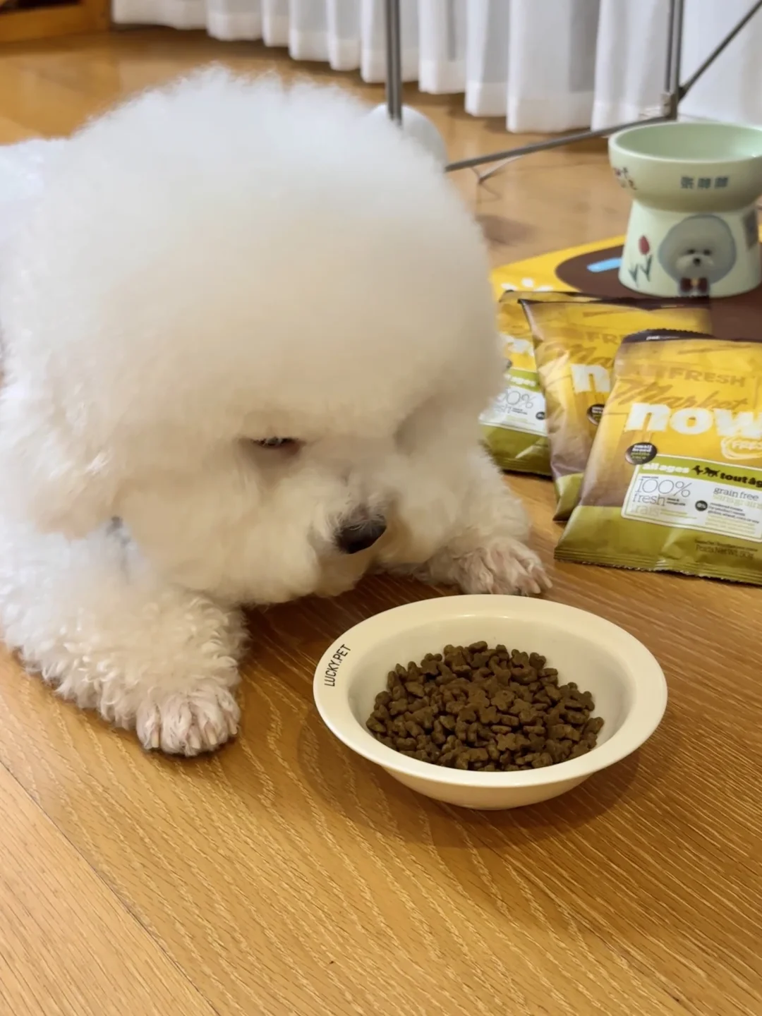 挑食比熊的干饭本命粮