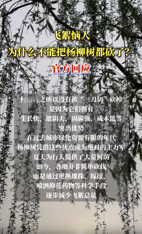 每年快被杨柳絮折磨疯了！为什么不能把杨柳树都砍了？官方回应，不能“一刀切”全砍